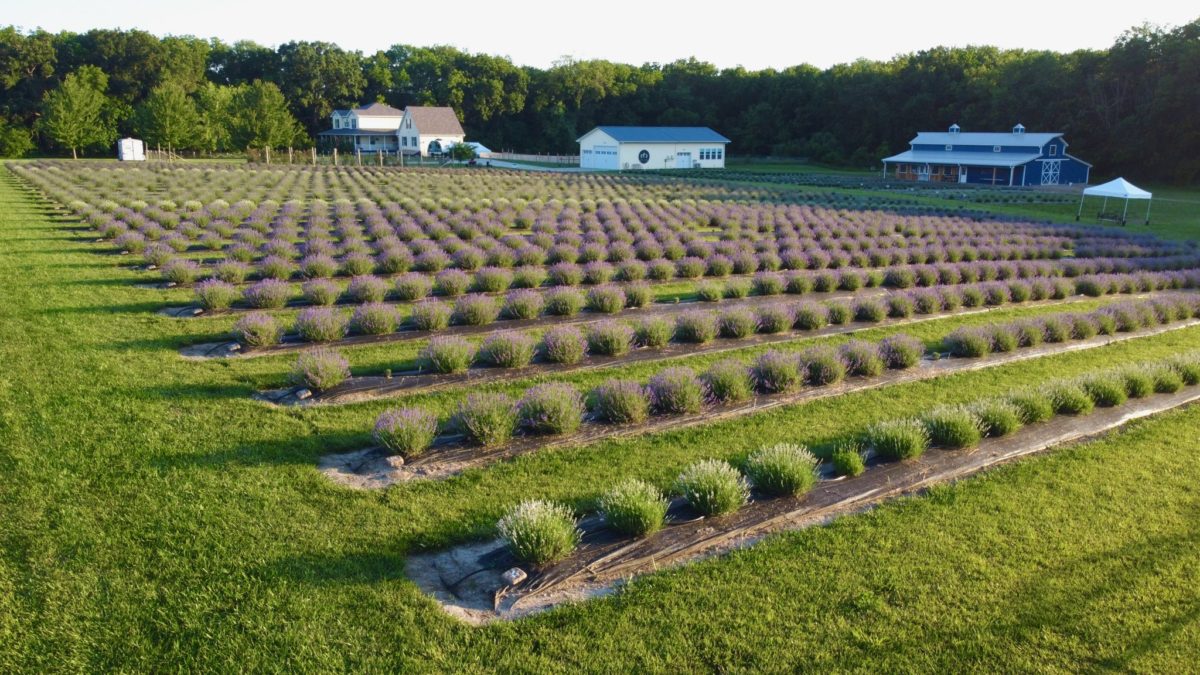 Rows of lavender in bloom.
