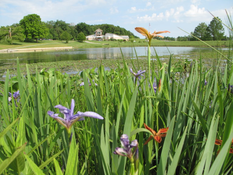 Flowers peek through marsh plants along a shore.