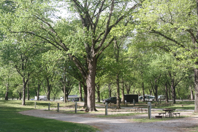 Trees and amenities in a campground.
