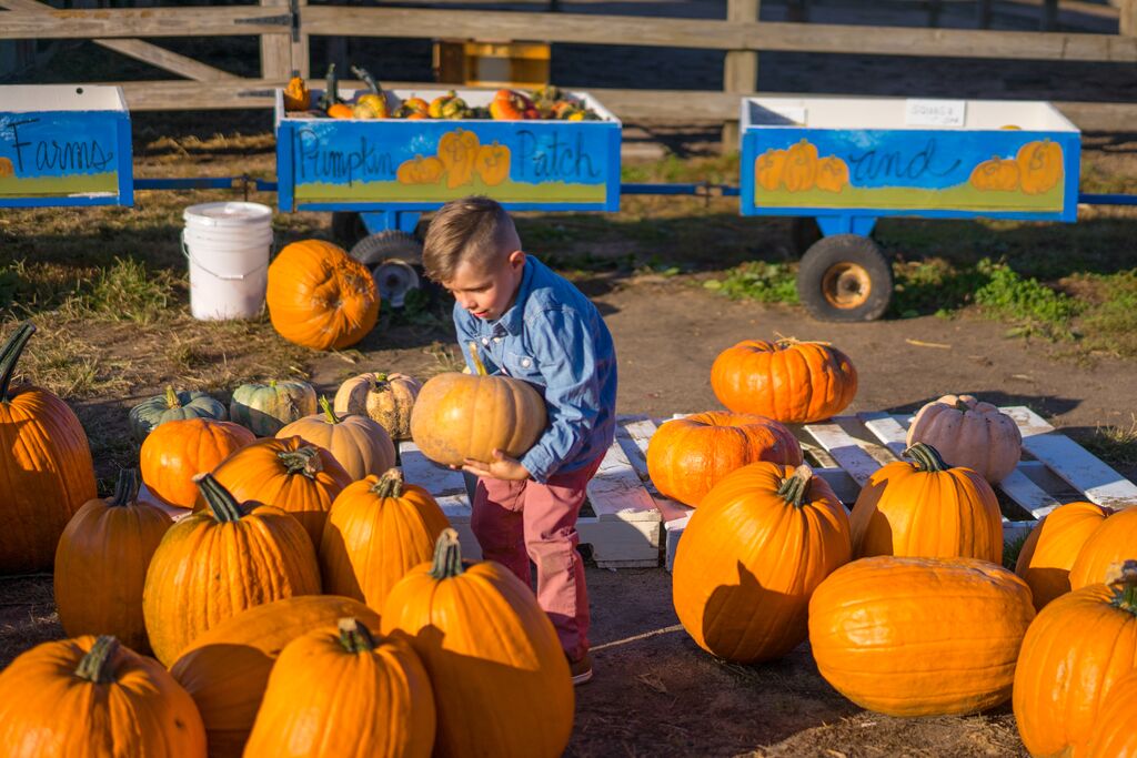A young boy picks out a pumpkin at Fischer Farms Pumpkin Patch & Corn Maze.