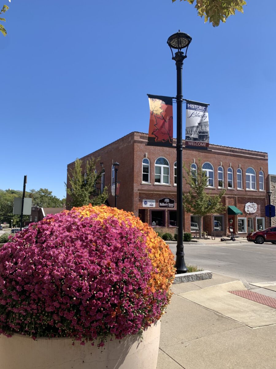 A plant in the foreground with a brick building a ways behind.