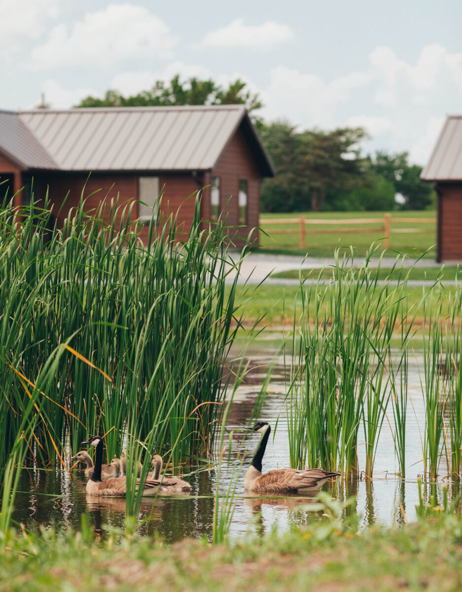 Canada Geese find the half acre pond at Hidden Acres Cabins a peaceful home