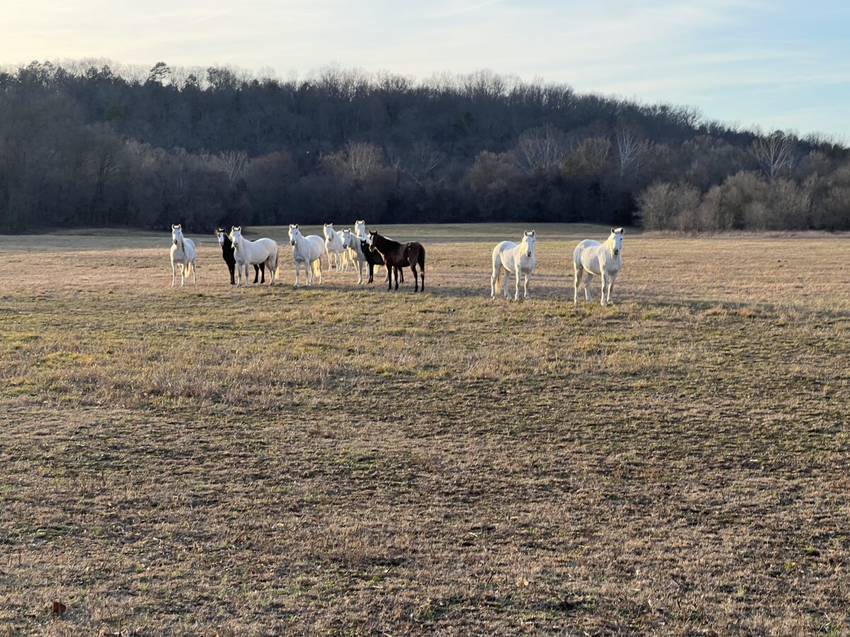 White and black horses standing in a field
