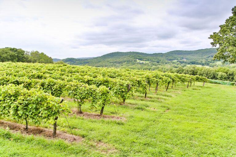 A vineyard with rows and rows of grapes.