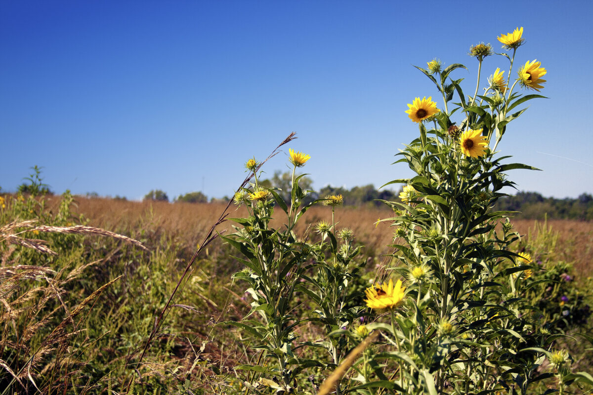 Tallgrass prairie restoration area with yellow sunflowers.