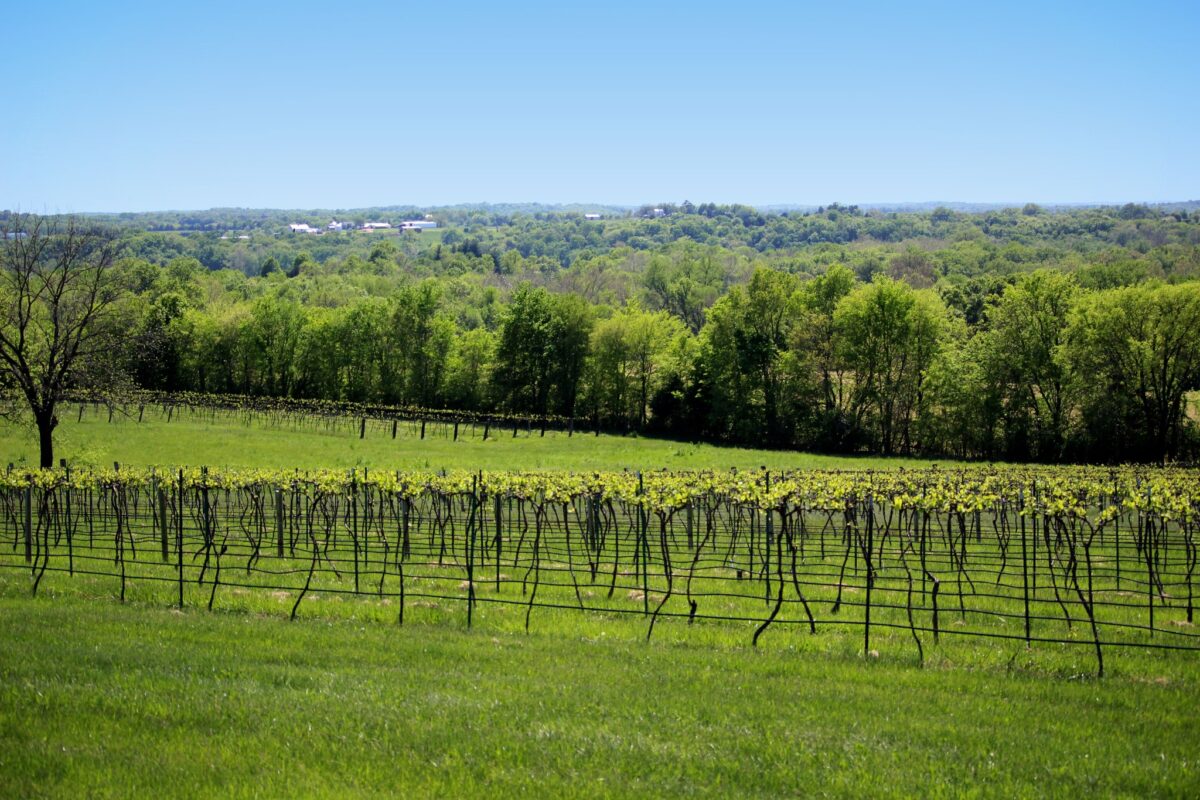 A vineyard with trees in the background.