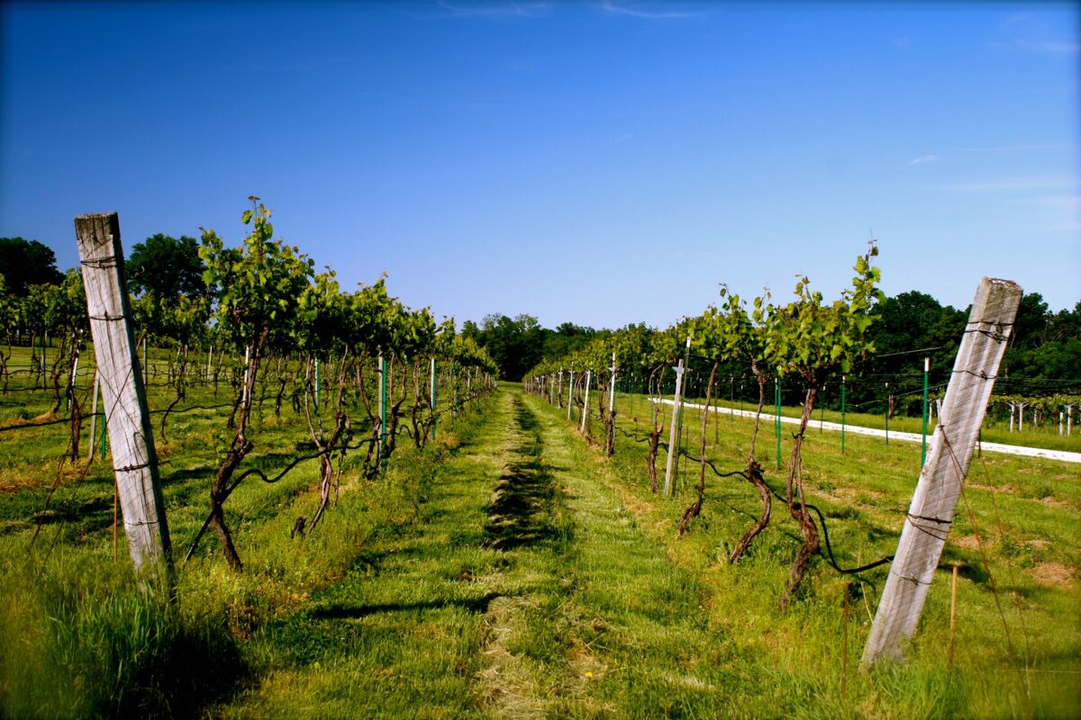 The view between grape vines.