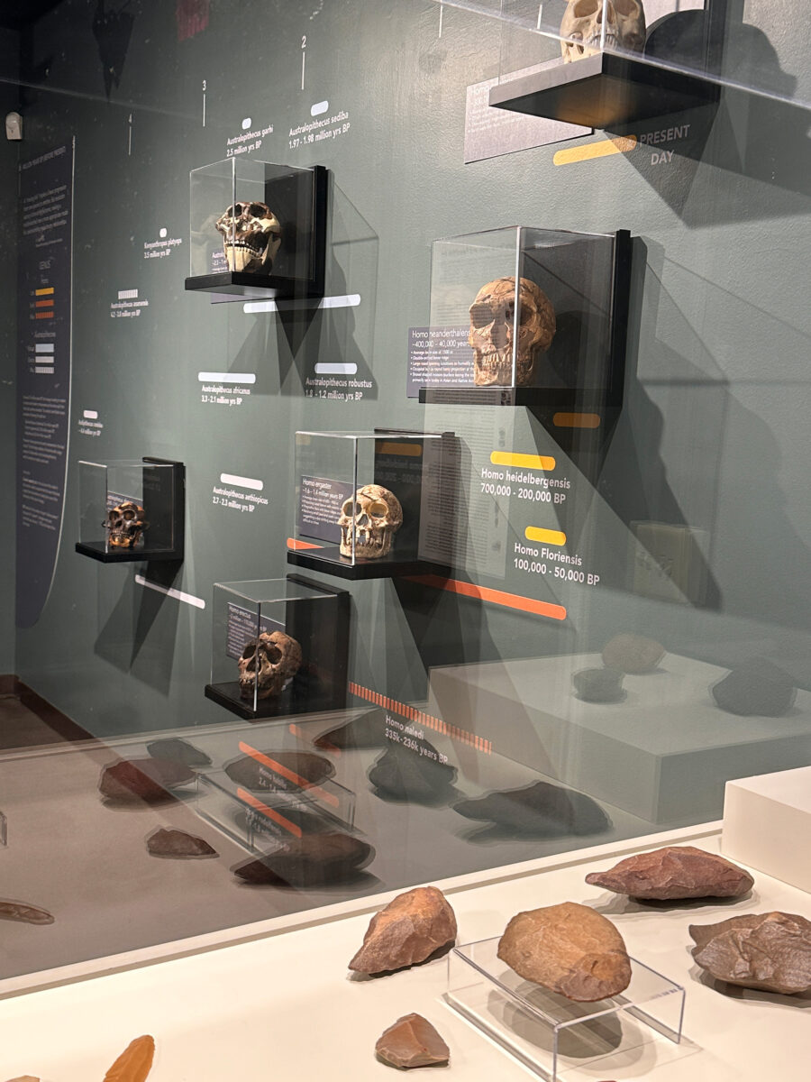 Early humans exhibit showing replicas of early hominin skulls.