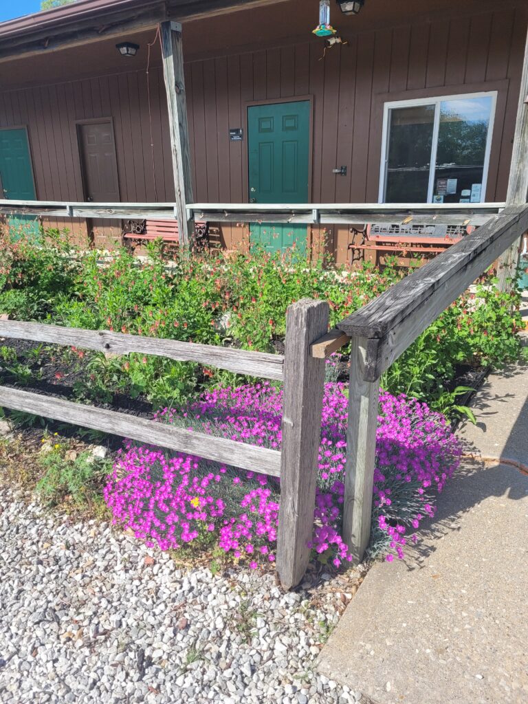 Flowers bloom around a campground.