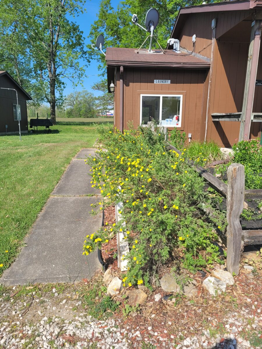 Flowers bloom around a campground.