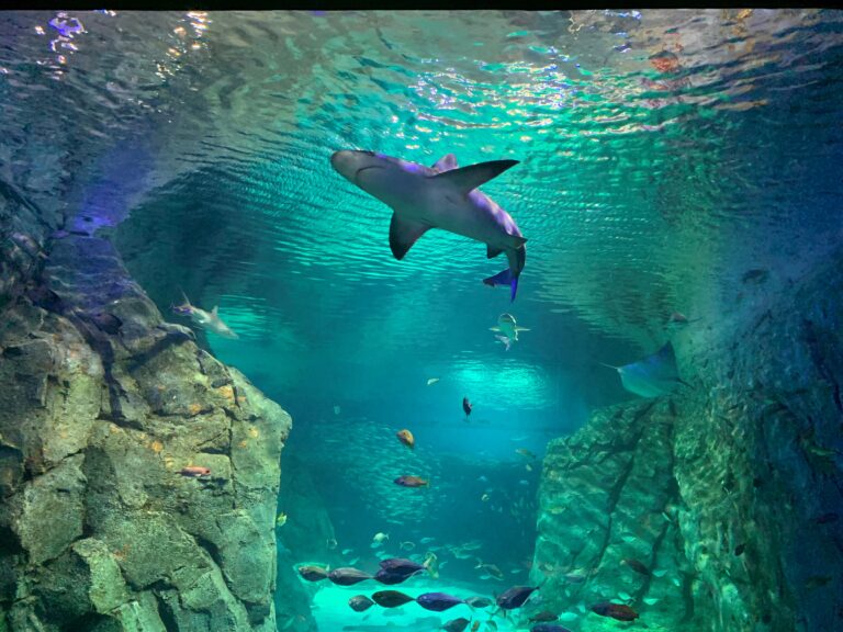 shark swimming at St. Louis Aquarium