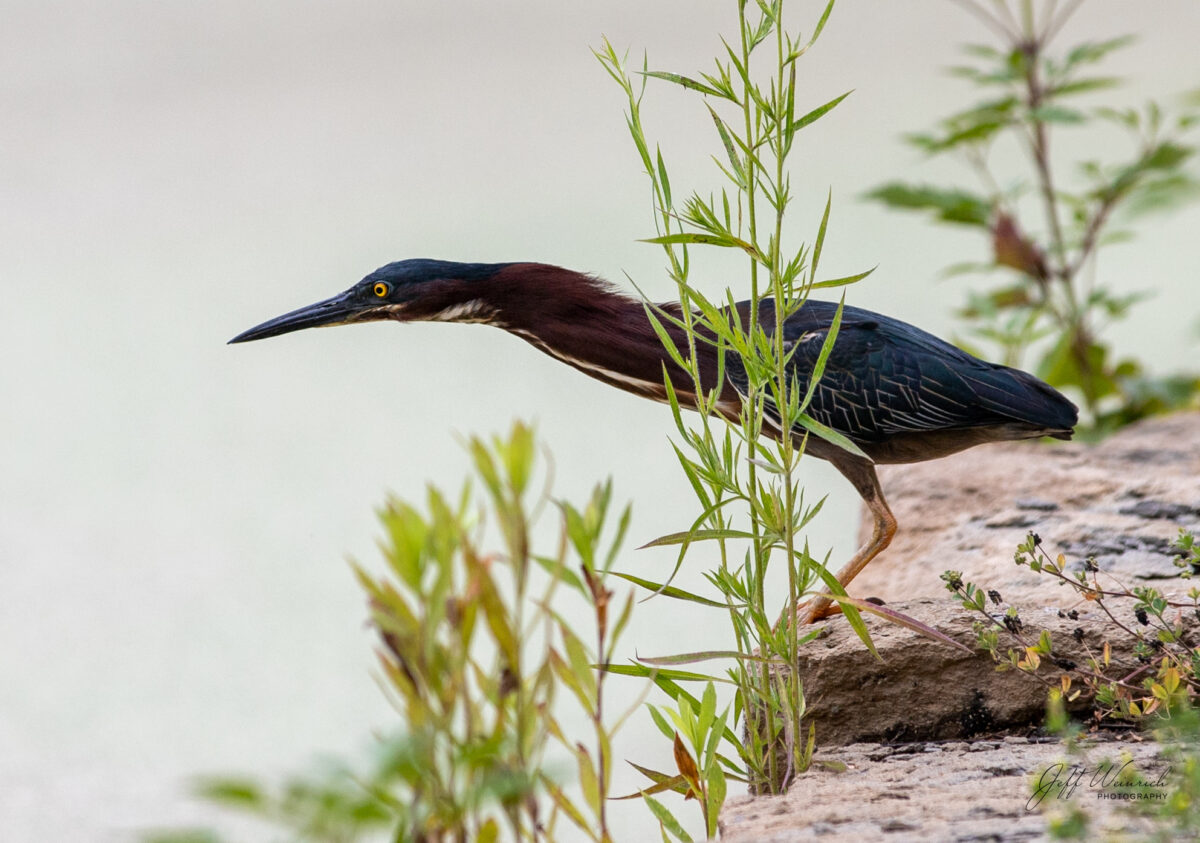 Green heron peers into pond looking for food.
