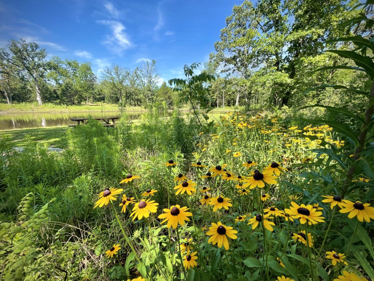 Wildflowers in a meadow.