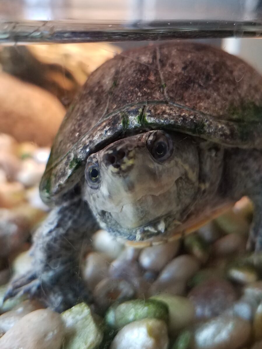 Musk turtle looking at viewer