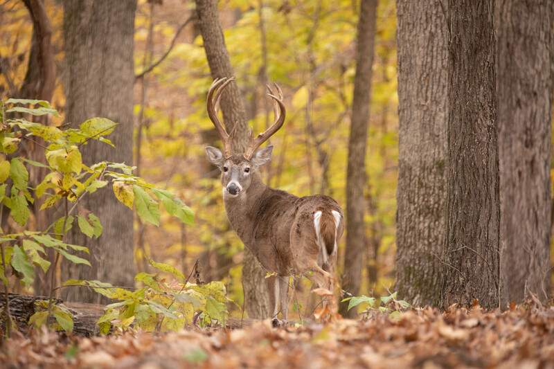Male white-tail deer stands in an opening in a wooded area in early fall.