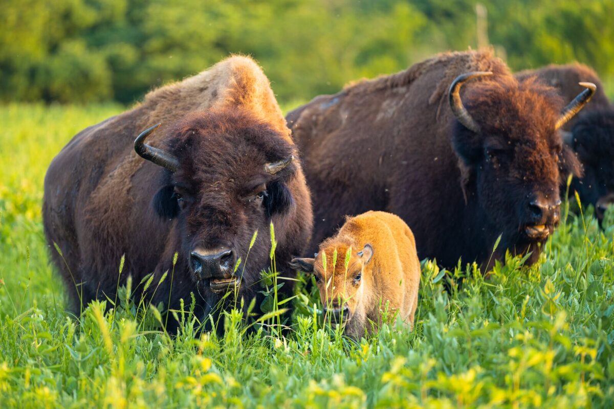 A group of bison gather around a young calf in a vibrant green prairie.