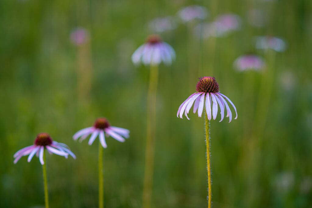 Wildflowers add color to a lush green prairie.