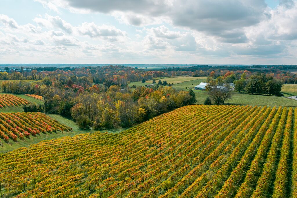 An aerial view of rolling hills filled with vineyards in August, Missouri.