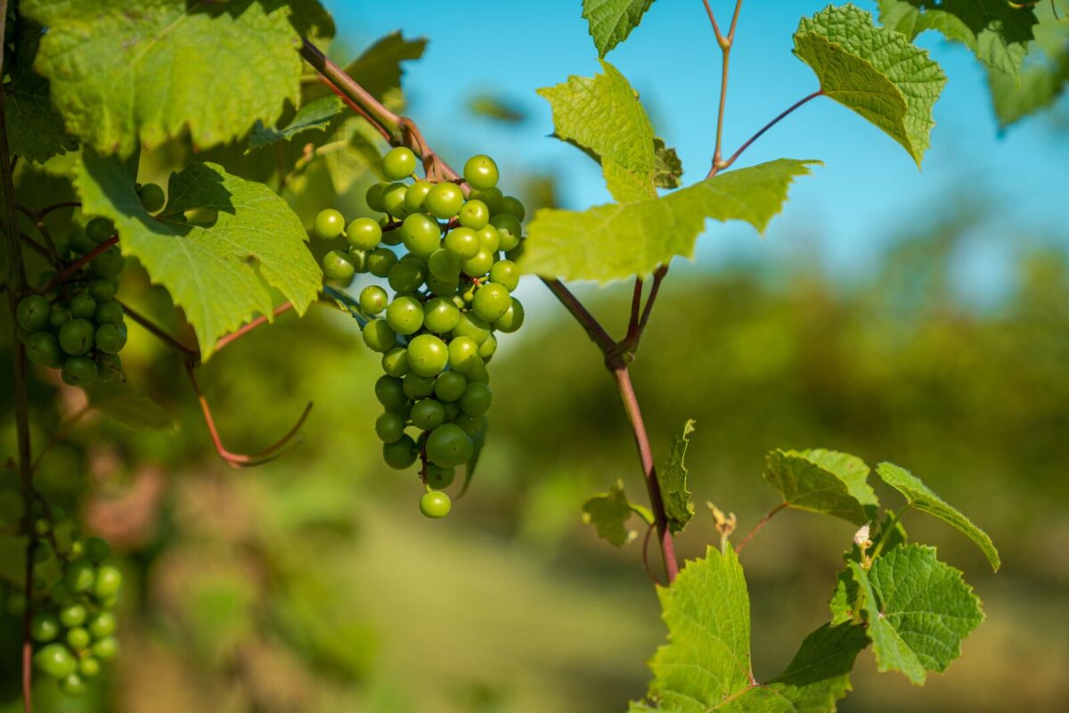 A bunch of green grapes growing on the vine.