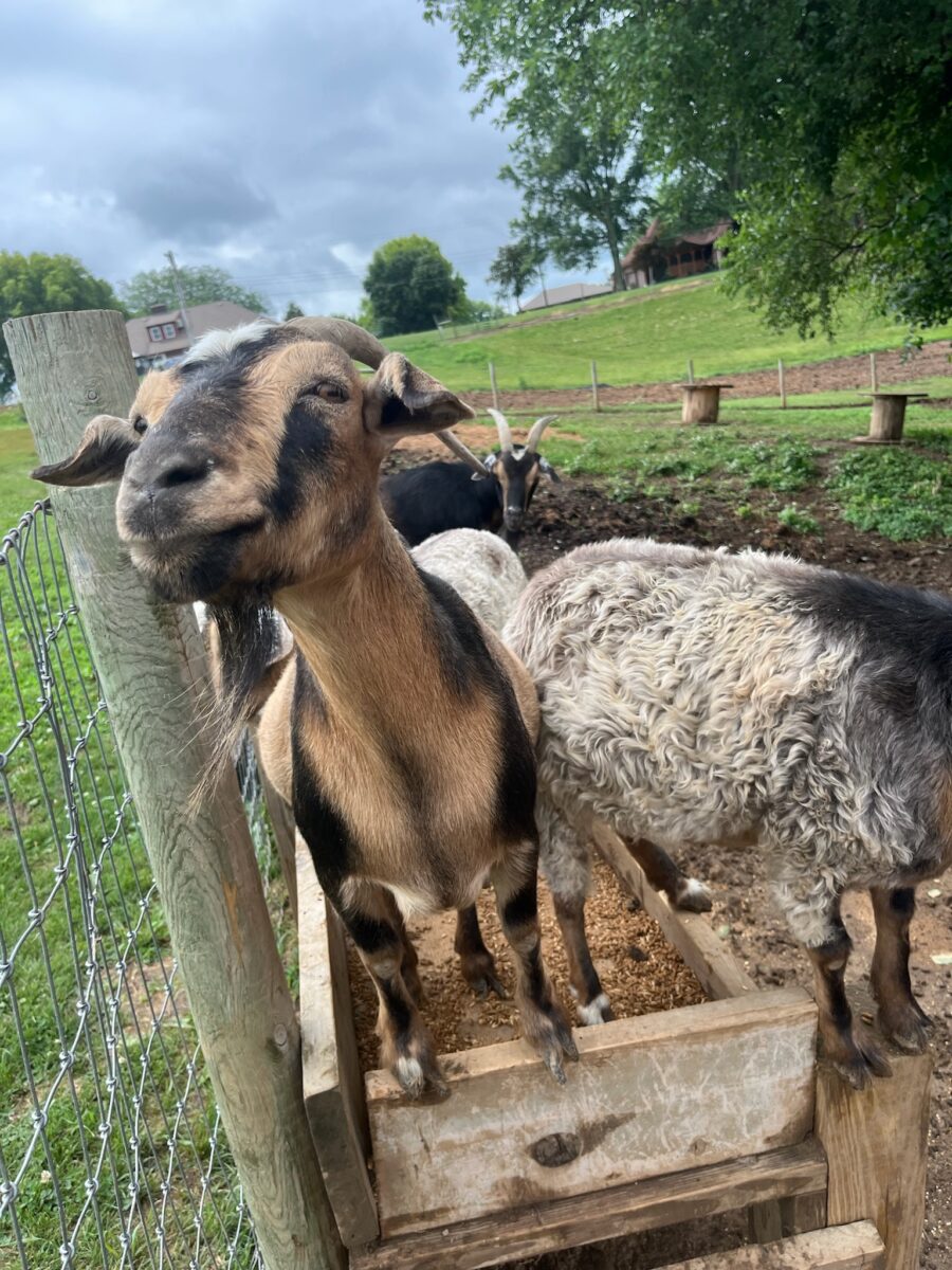 Goats sit in a cart at Historic Weston Orchard and Vineyard.
