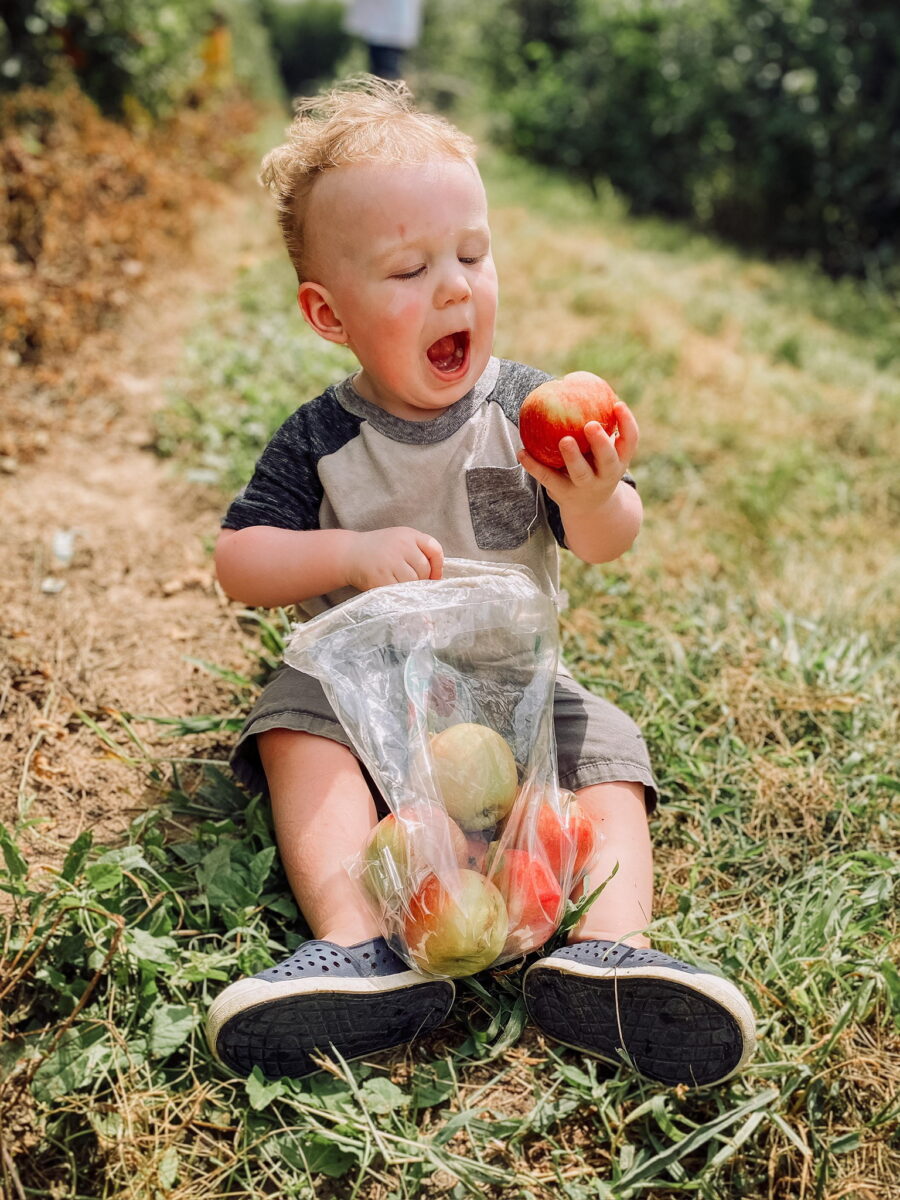 A child prepares to eat an apple from a back at Historic Weston Orchard and Vineyard.