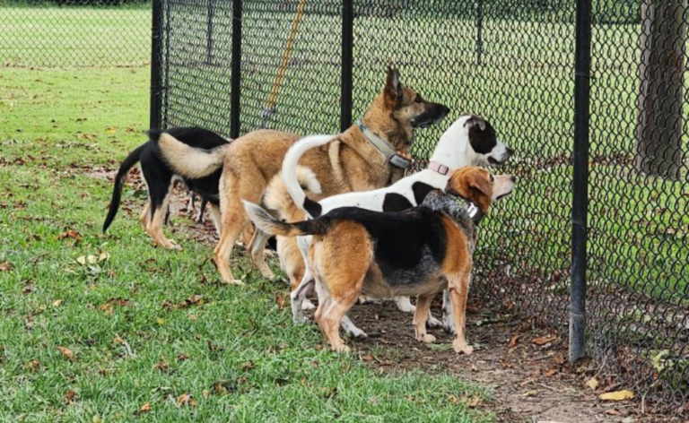 Several dogs look in on a fence at a dog park.