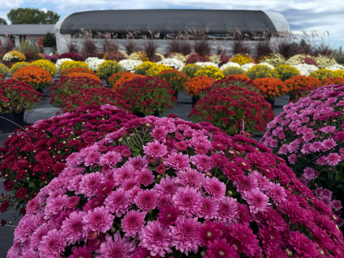 Pink, orange and yellow blooms on display outdoors.