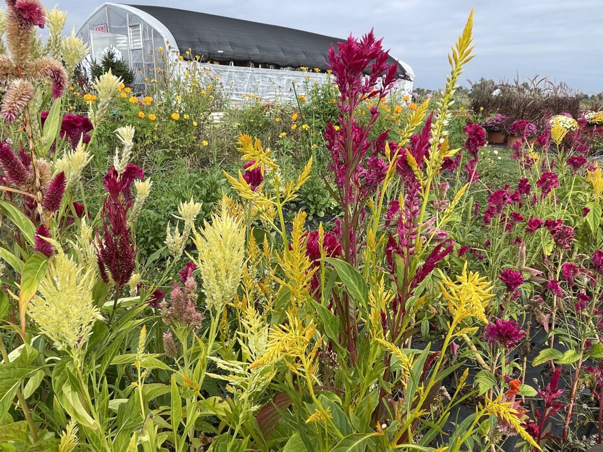 Numerous blooms on display.