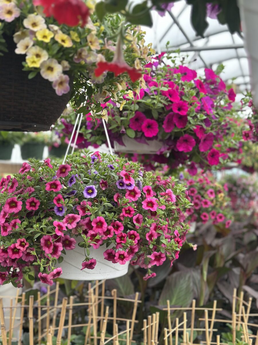 Pinkish-red hanging plants.