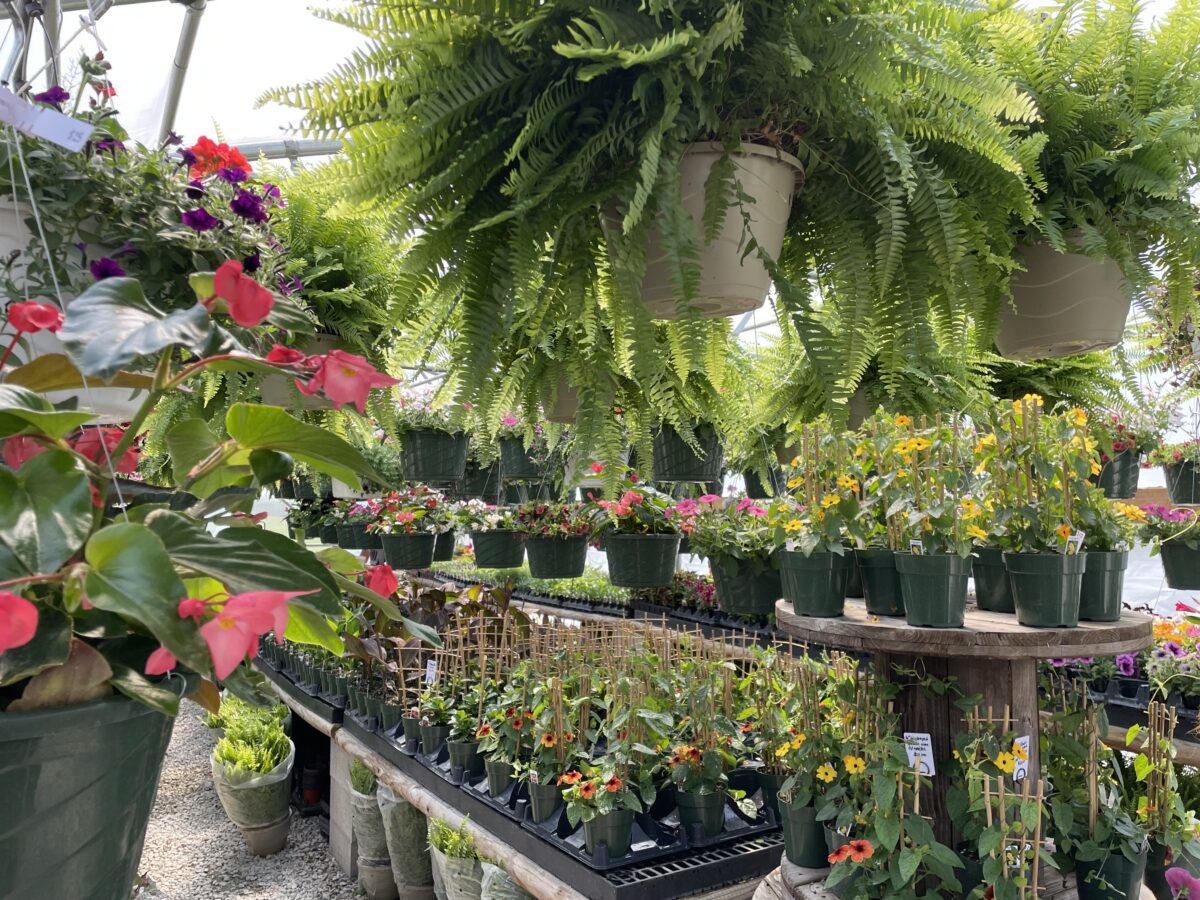 Numerous potted plants are lined up on tables.