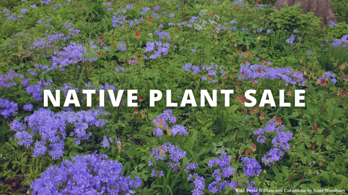 An image, white text against a background of green and purple plants, reading "Native Plant Sale."