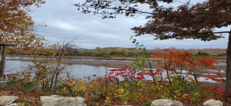 Plantlife in front of a body of water in the fall.