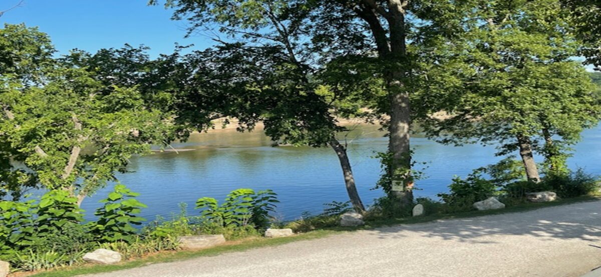 A view of trees on the shore of a body of water.
