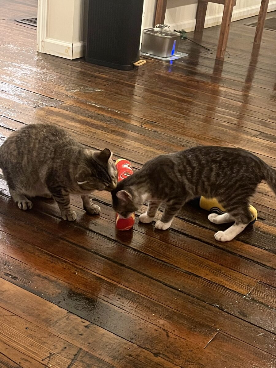Two cats play on a hardwood floor.