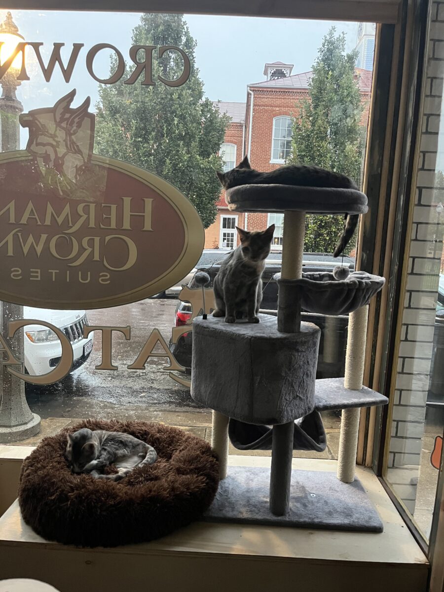 Cats on a cat tower and in a bed in the window of a business.