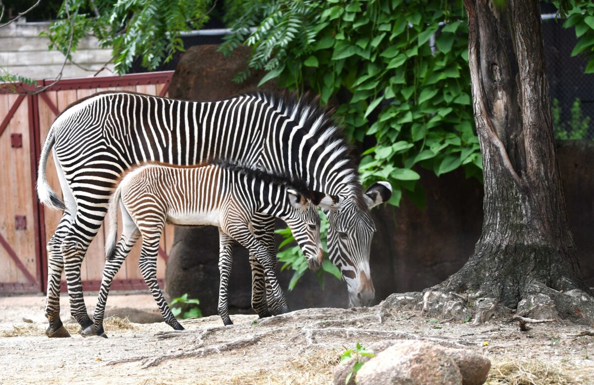 Baby zebra with its mother grazing together