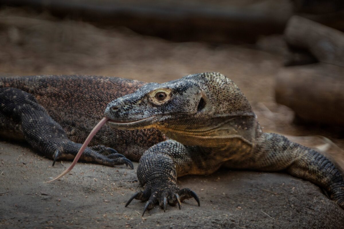 Komodo dragon looking left with its tongue out
