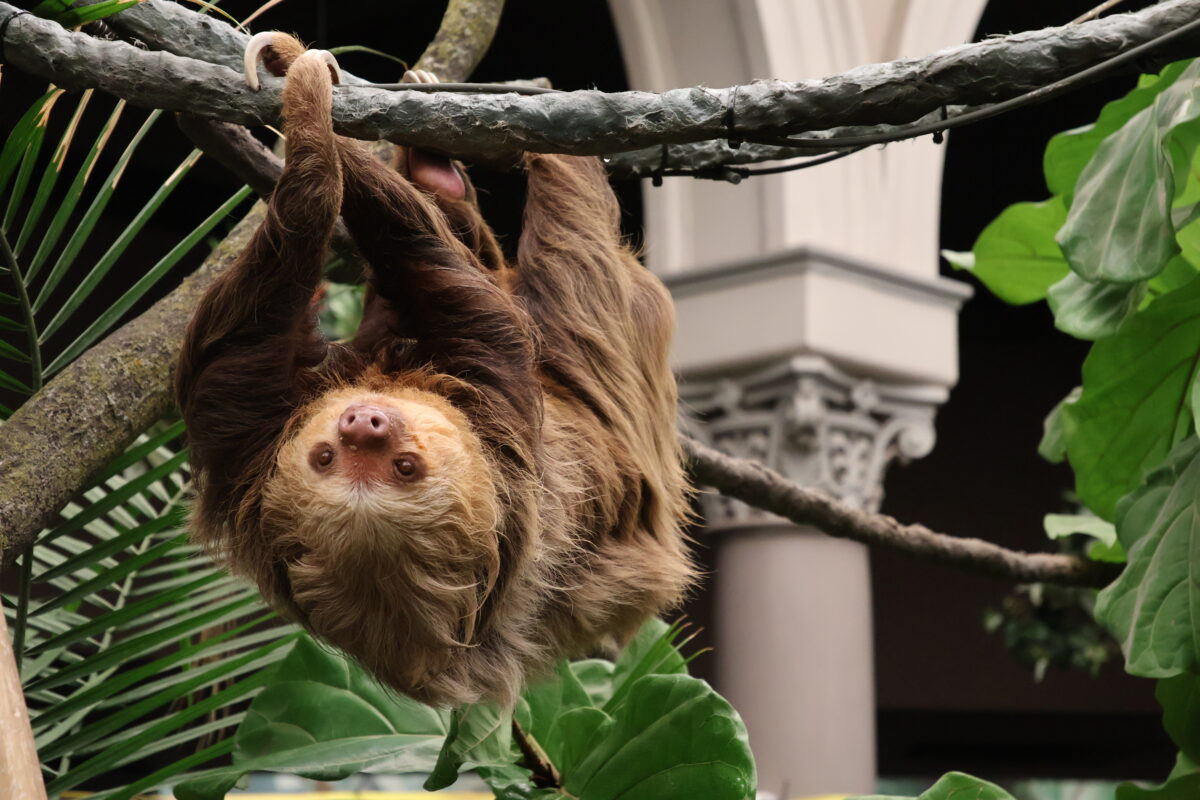 sloth upside down climbing on a vine