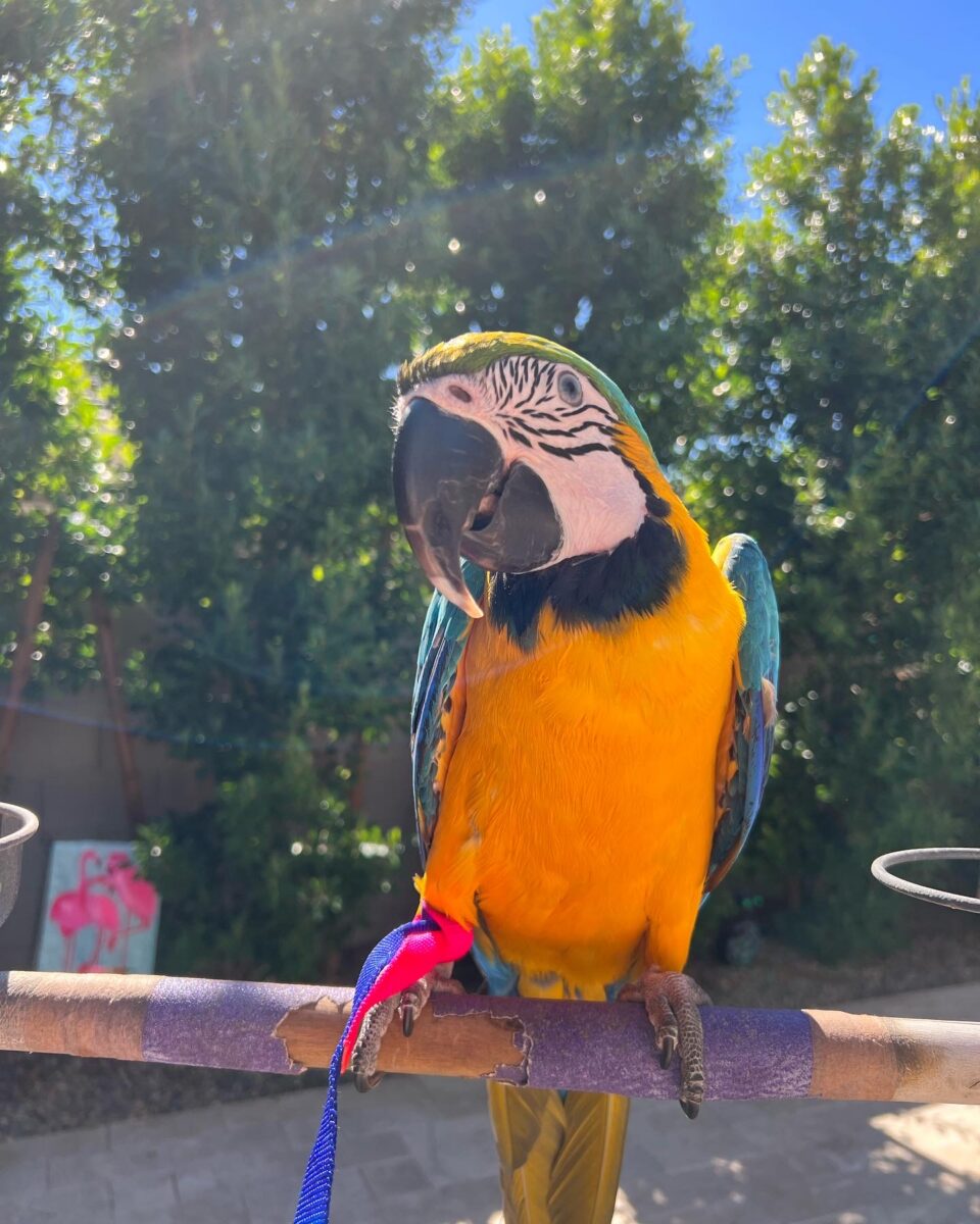 A photo of a parrot outdoors in the sunlight.