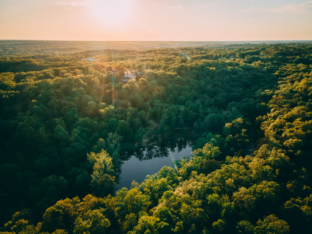 Trees and a body of water in the sunlight.