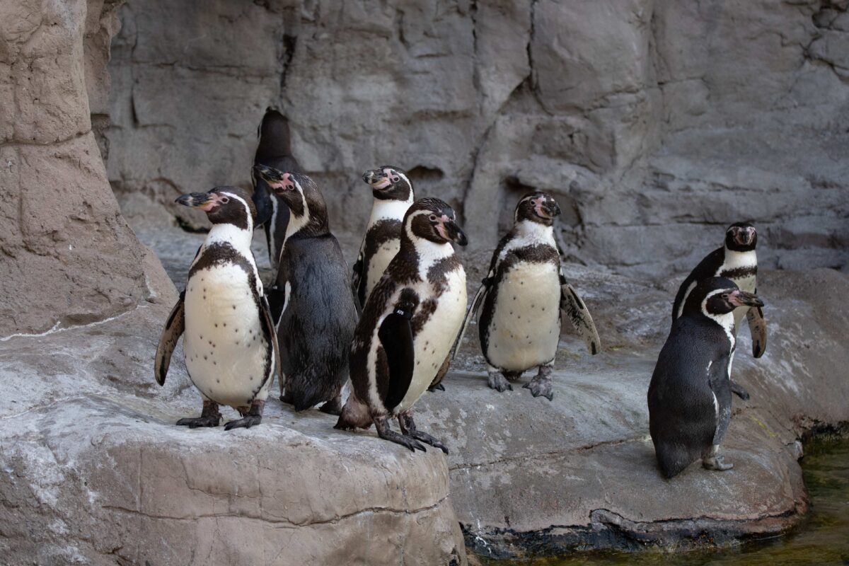 group of 8 Humboldt penguins on a rock outside