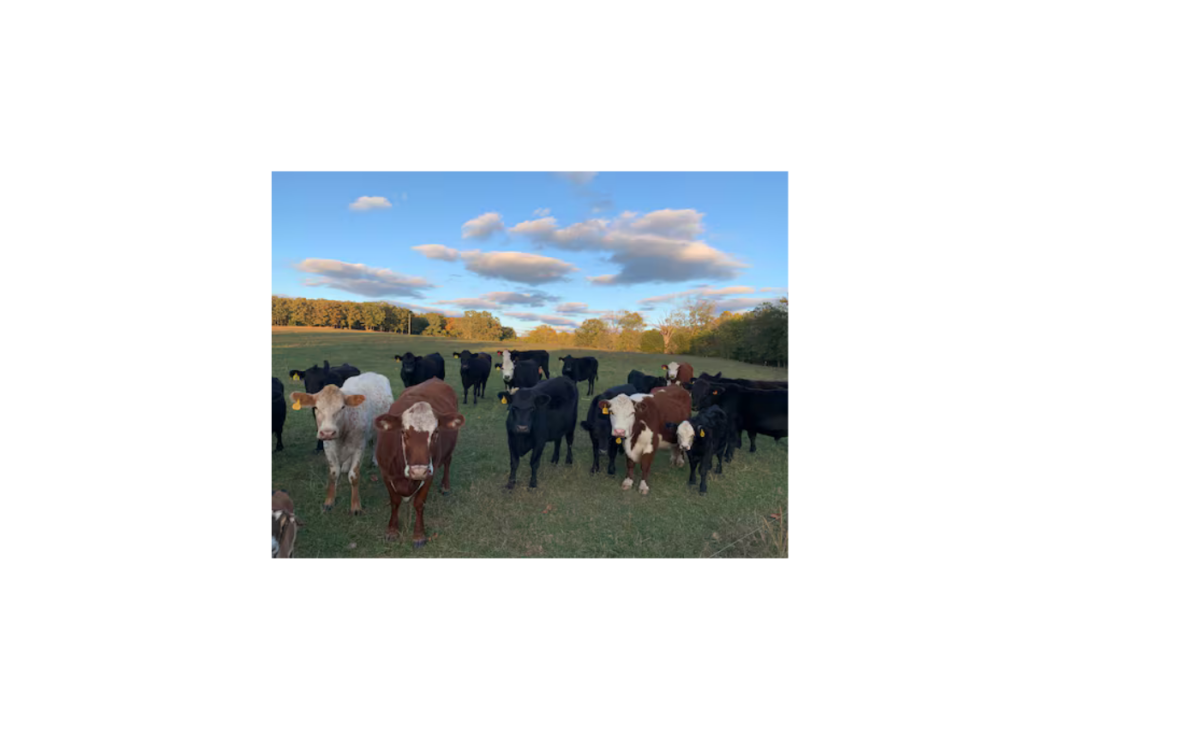 Meet our cows