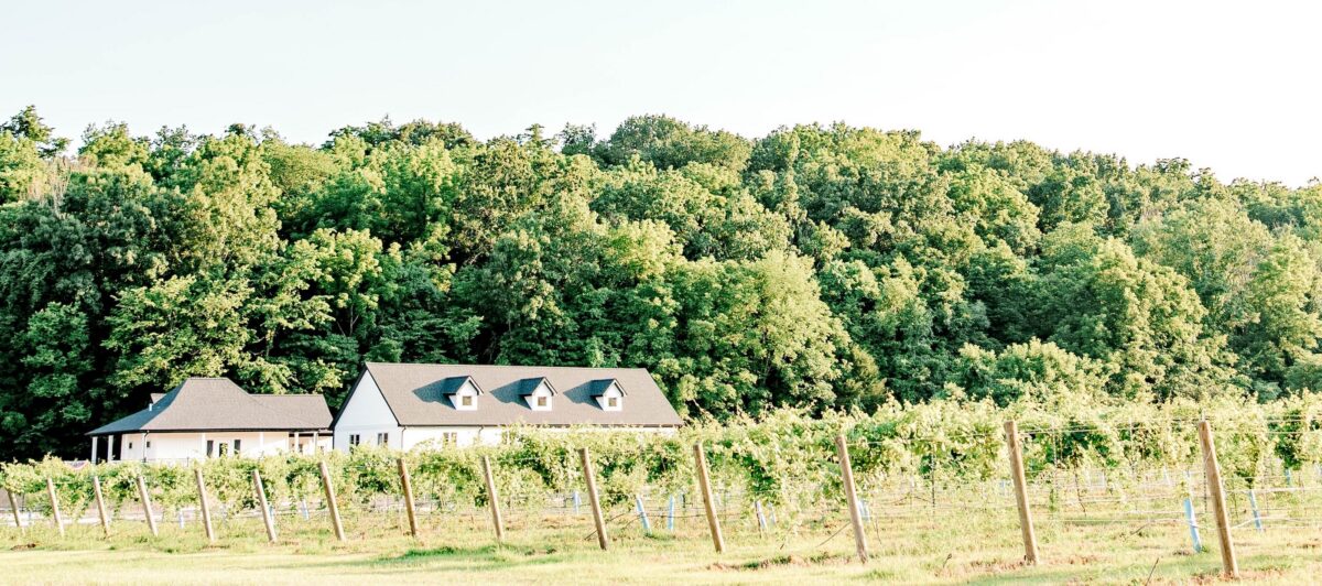 vineyards with wooded area and white buildings in background