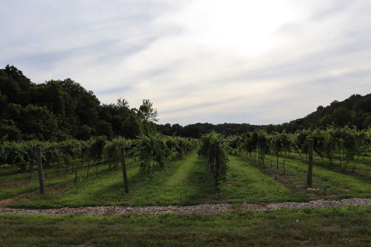 green vineyards on a summer's day