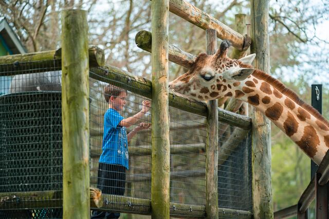 A boy stands on a wooden platform to feed a giraffe at Dickerson Park Zoo.